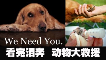 [ID: 9lwi6bLs4kM] Youtube Automatic