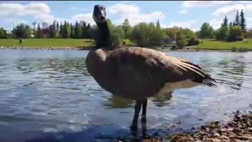 [ID: PtitkaBL_28] Youtube Automatic